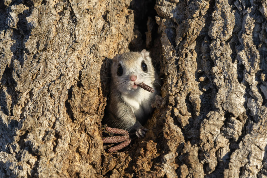 Οι φιναλίστ για τα Nikon Comedy Wildlife Awards 2024 Say Yes To The Press