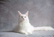 Λευκές Γάτες: Γιατί είναι σπάνιες και μπορούν να πάθουν εγκαύματα από τον ήλιο