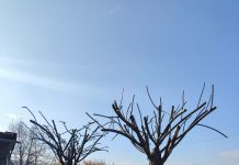 «Το δέντρο της μνήμης»: Στη Νέα Παραλία στη Θεσσαλονίκη θα τοποθετηθεί το γλυπτό για τα θύματα των Τεμπών