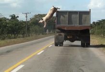 “Why Look at Animals? Δικαιοσύνη για τη μη ανθρώπινη ζωή”: Διεθνής Ομαδική έκθεση με περισσότερους από εξήντα καλλιτέχνες