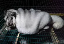 Όταν οι αλεπούδες γίνονται «τέρατα» για τη βιομηχανία της γούνας