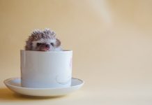 Θα έπινες καφέ με έναν σκαντζόχοιρο;