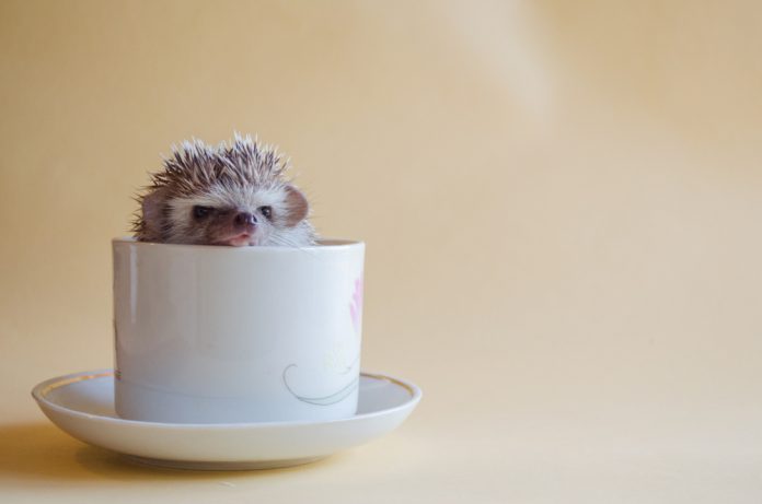 Hedgehog,In,A,Tea,Cup