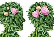 Όταν τα φυτά σκέφτονται: Οι απίθανες μορφές νοημοσύνης της φύσης