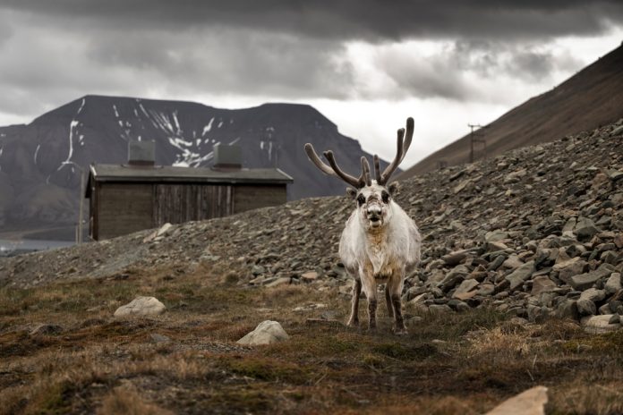 Reindeer,Looking,At,Camera,,Tundra,Vegetation,,Rocky,Landscape,,Wooden,House