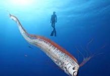 Ο άγνωστος γίγαντας του βυθού: Το «ψάρι της καταστροφής»