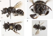 Διάβολος ή μέλισσα; Η Λούσιφερ ανατρέπει τα δεδομένα της φύσης