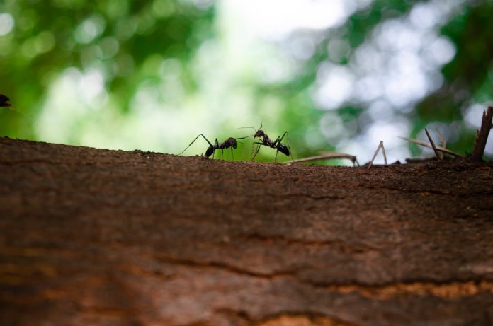 Two,Black,Ants,Are,Meeting,On,A,Tree.