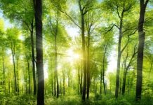 Wood Wide Web: Το υπόγειο δίκτυο επικοινωνίας των δέντρων