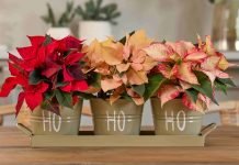 Χρήσιμες συμβουλές φροντίδας για λαμπερά αλεξανδρινά