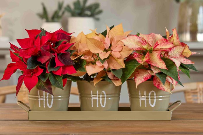 2025_Poinsettia_03000_Traditional_Christmas_Spirit_05_new