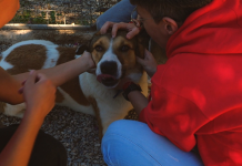 Η Purina δίπλα στα αδέσποτα της Dogs’ Voice για την Παγκόσμια Ημέρα Εθελοντισμού