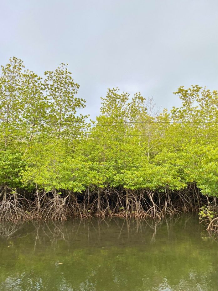 Rows,Of,Mangrove,Trees,Lined,With,Lush,Green,Submerged,In