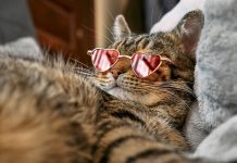 Γιατί οι γάτες αγνοούν τους κανόνες;