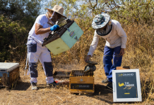 Η DIMAND φέρνει τις μέλισσες στην καρδιά της πόλης