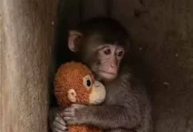 Γιατί ταυτιστήκαμε με ένα μαϊμουδάκι; Το αγκάθι της απόρριψης που κρύβουμε από παιδιά…
