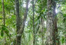 Τα δέντρα που περπατάνε: Το μυστήριο του Εκουαδόρ