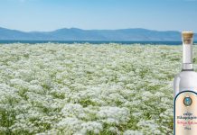 Στο Λισβόρι της Λέσβου ξεκινά μια παράδοση 130 ετών