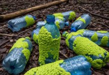 ΑΜΑΖΟΝΙΟΣ: Μανιτάρι “τρώει”-ανακυκλώνει πλαστικά μπουκάλια.