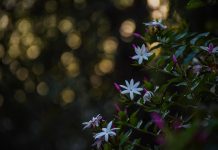 Όταν ο κήπος φωτίζεται από το φεγγάρι: η μαγεία των Moon Gardens