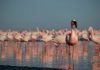 Pink Flamingo Day: Το πιο ροζ πουλί του πλανήτη έχει τη δική του γιορτή!
