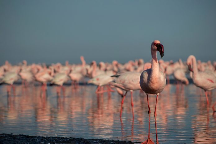 Wild,African,Birds.,Group,Of,Red,African,Flamingos,Walking,Around