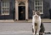 Ο Larry the Cat… Πρωθυπουργός; Η απόλυτη σταθερά της Βρετανίας εν μέσω πολιτικού χάους