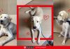 Purina: Μια γιορτή αφιερωμένη στους τετράποδους φίλους μας και στις δεύτερες ευκαιρίες!