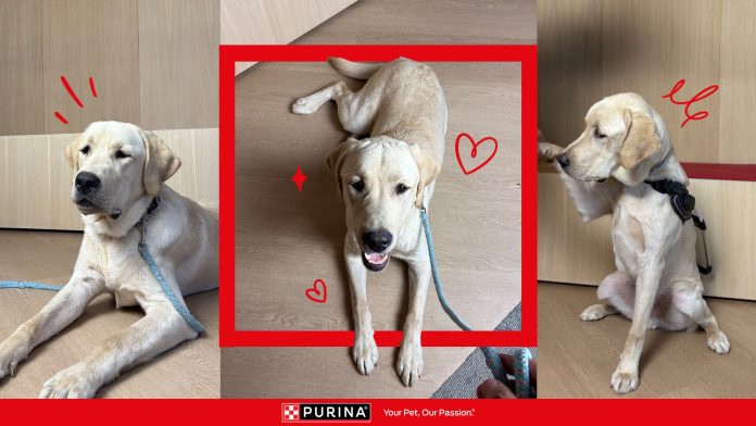 purina_pagkosmia_imera_zoon_2026_foivos
